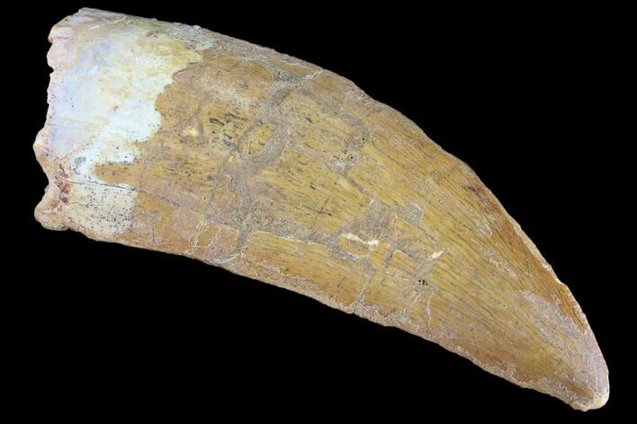 Bargain, Carcharodontosaurus Tooth - Real Dinosaur Tooth #85858